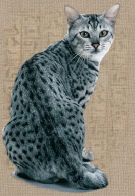 Egyptian Mau #42, a Egyptian Mau in the PetMatch pool