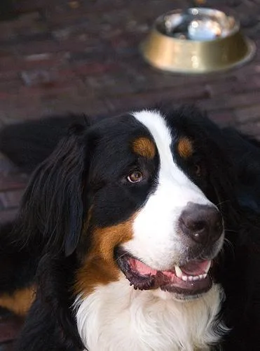 Bernese Mountain Dog #112, a Bernese Mountain Dog in the PetMatch pool