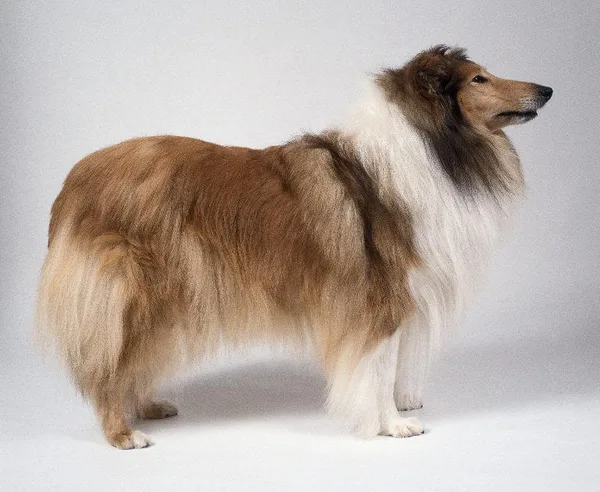 Collie #15, a Collie in the PetMatch pool