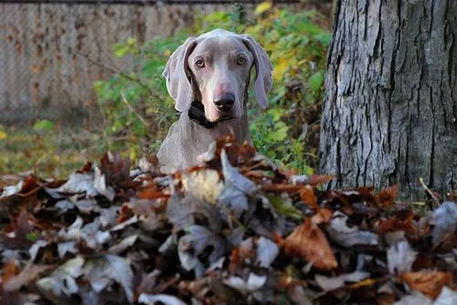 Weimaraner #104, a Weimaraner in the PetMatch pool