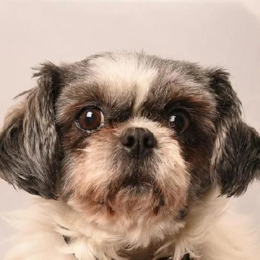 Mixed #3569, a Shih Tzu in the PetMatch pool