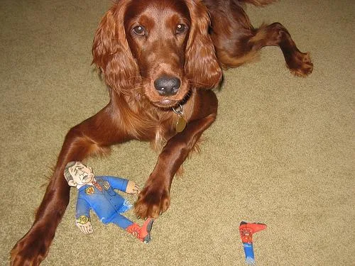 Irish Setter #60, a Irish Setter in the PetMatch pool