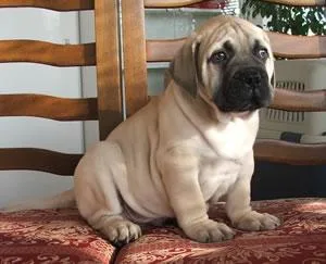 Bull Mastiff #109, a Mastiff in the PetMatch pool