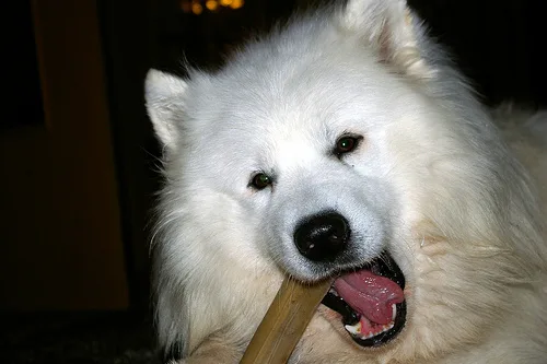 samoyed #90, a Samoyed in the PetMatch pool