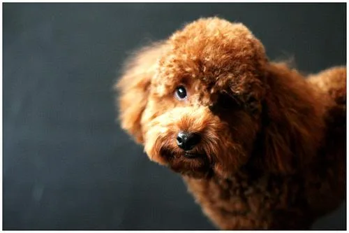 Toy Poodle #80, a Poodle in the PetMatch pool