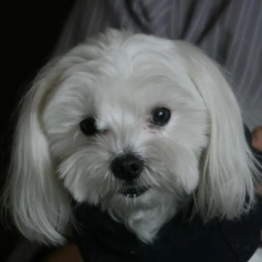 Mixed #5590, a Maltese in the PetMatch pool