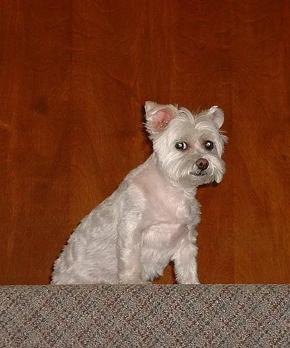 Maltese Dog #39, a West Highland White Terrier in the PetMatch pool