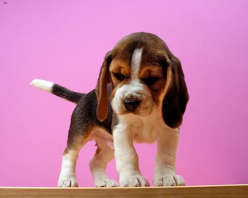 beagle #1, a Mixed Breed in the PetMatch pool