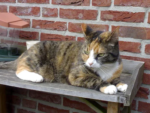 Mixed #15548, a Domestic Shorthair in the PetMatch pool