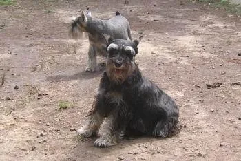 Standard Schnauzer #54, a Standard Schnauzer in the PetMatch pool