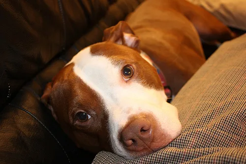 american pit bull terrier #81, a American Staffordshire Terrier in the PetMatch pool