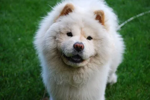 Chow #23, a Chow Chow in the PetMatch pool