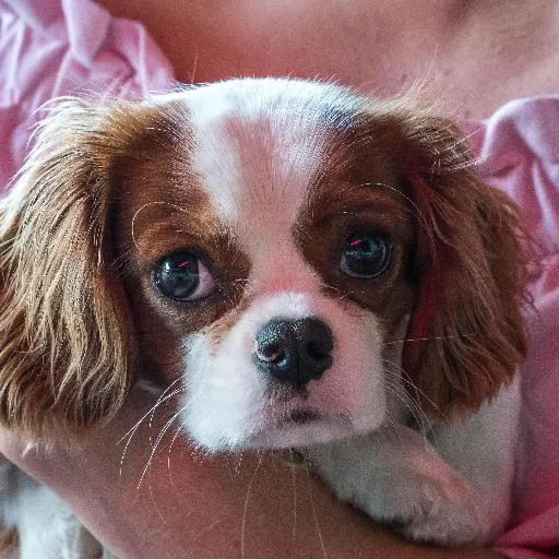 Mixed #1119, a Cavalier King Charles Spaniel in the PetMatch pool