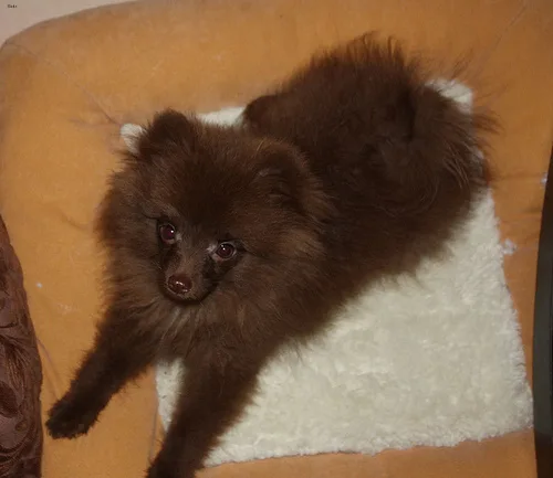 pomeranian #40, a Pomeranian in the PetMatch pool