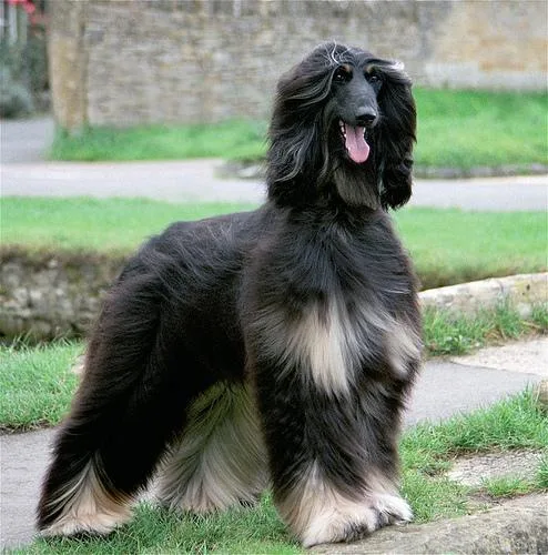 Afghan Hound #103, a Afghan Hound in the PetMatch pool