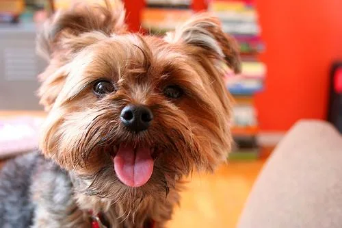 Yorkshire Terrier #12, a Yorkshire Terrier in the PetMatch pool