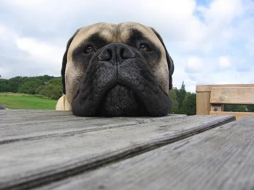 Bull Mastiff #55, a Mastiff in the PetMatch pool