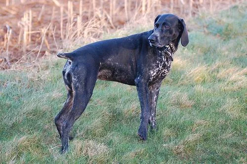 German Short Haired Pointer #71, a German Shorthaired Pointer in the PetMatch pool