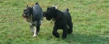 Standard Schnauzer #65, a Standard Schnauzer in the PetMatch pool
