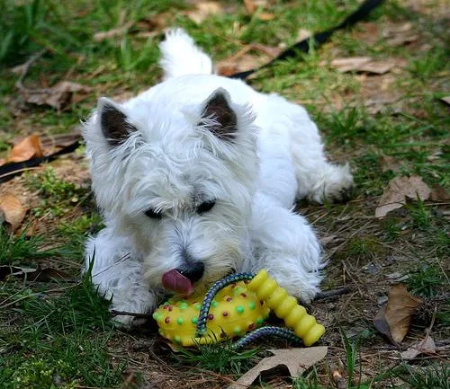 West Highland White Terrier #104, a West Highland White Terrier in the PetMatch pool