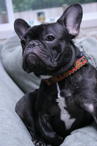 French Bulldog #19, a French Bulldog in the PetMatch pool