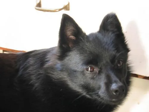 Schipperke #65, a Schipperke in the PetMatch pool