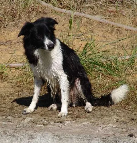 Border Collie #32, a Border Collie in the PetMatch pool