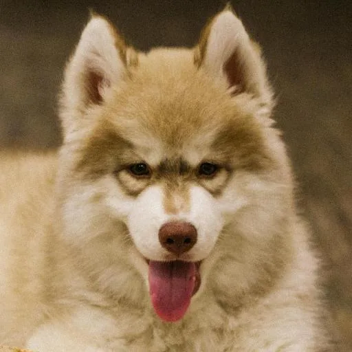 Mixed #1764, a Siberian Husky in the PetMatch pool