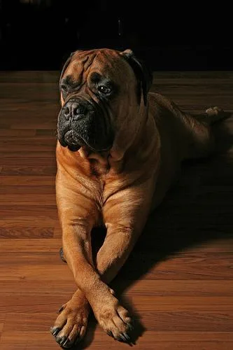 Bull Mastiff #120, a Mastiff in the PetMatch pool