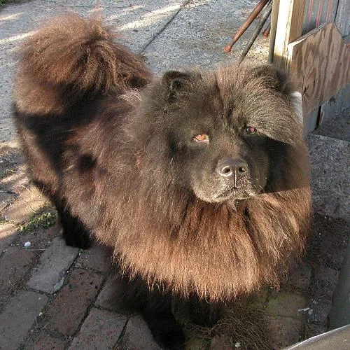 Chow #3, a Chow Chow in the PetMatch pool