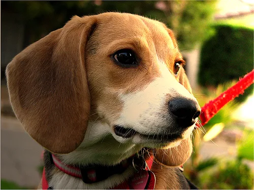 beagle #151, a Beagle in the PetMatch pool