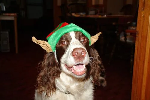 English Springer #70, a English Springer Spaniel in the PetMatch pool