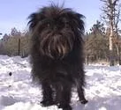 Affenpinscher #71, a Affenpinscher in the PetMatch pool