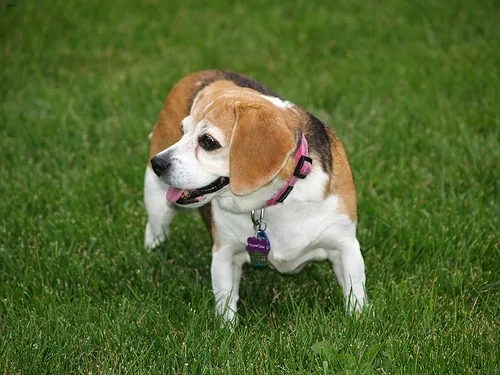 beagle #7, a Beagle in the PetMatch pool