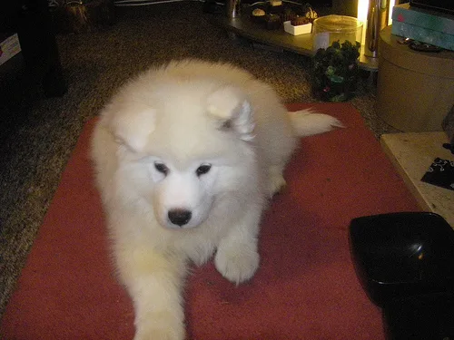 samoyed #23, a Samoyed in the PetMatch pool