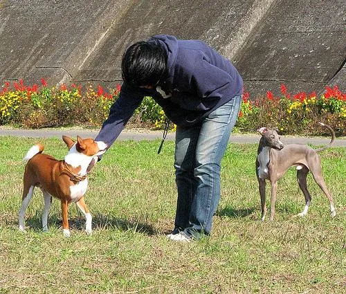 Italian Greyhound #82, a Basenji in the PetMatch pool
