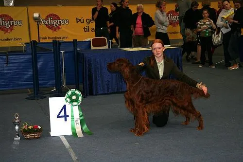 Irish Setter #20, a Irish Setter in the PetMatch pool