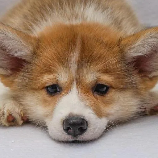 Mixed #5319, a Pembroke Welsh Corgi in the PetMatch pool
