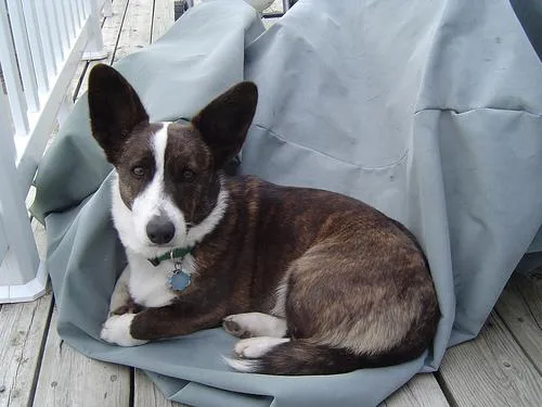 Cardigan #46, a Cardigan Welsh Corgi in the PetMatch pool