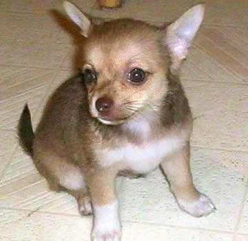 Chihuahua #19, a Chihuahua in the PetMatch pool
