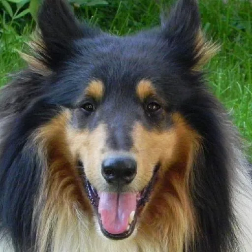 Mixed #5374, a Collie in the PetMatch pool