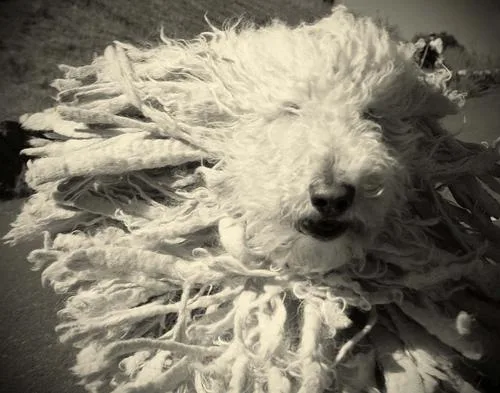 Komondor #53, a Mixed Breed in the PetMatch pool