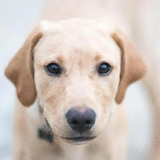 Mixed #1923, a Labrador Retriever in the PetMatch pool