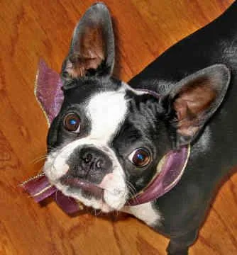 Boston Bull #15, a Boston Terrier in the PetMatch pool
