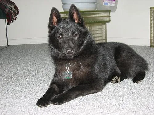 Schipperke #106, a Schipperke in the PetMatch pool