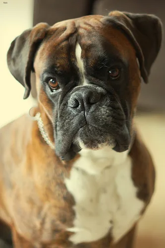 boxer #40, a Boxer in the PetMatch pool