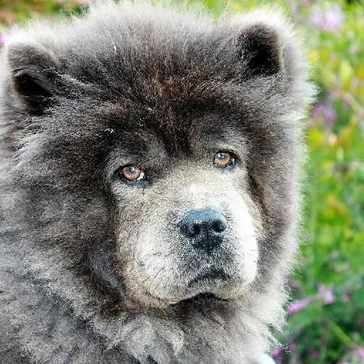 Mixed #5652, a Chow Chow in the PetMatch pool