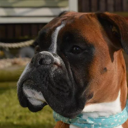 Mixed #384, a Boxer in the PetMatch pool