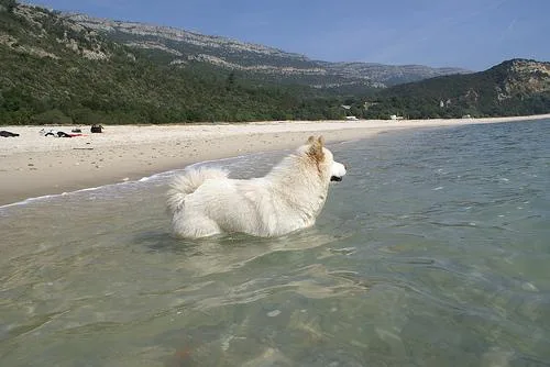 Samoyed #53, a Samoyed in the PetMatch pool