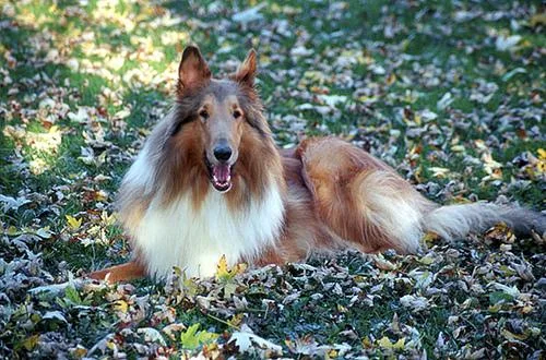 Collie #80, a Collie in the PetMatch pool